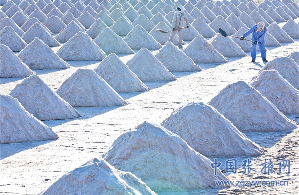 丝路盐仓秋日喜"丰收" 张掖高台千年盐池铲盐忙
