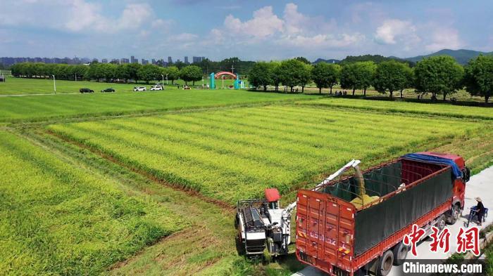 广东农民合作社达5.1万家成为乡村振兴主力军