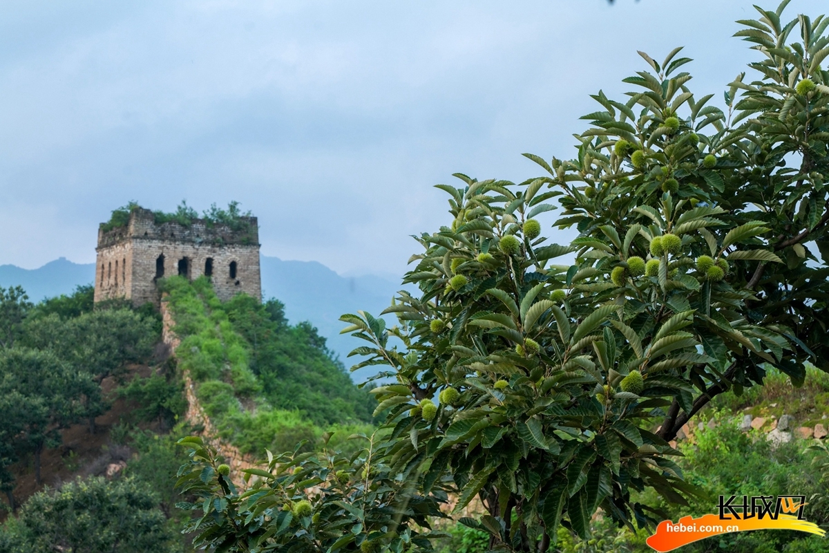 迁西板栗丰收在望