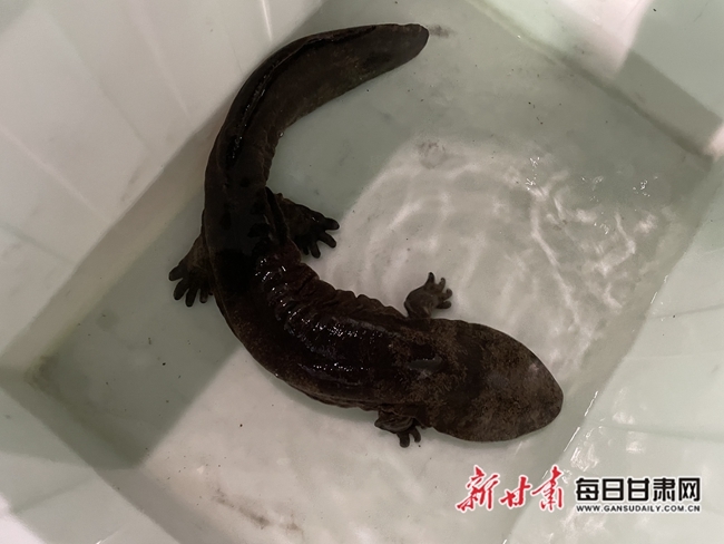 娃娃鱼健康状况良好