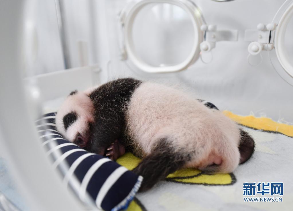 8月20日,陕西秦岭大熊猫研究中心,一只大熊猫幼仔在保温箱内.