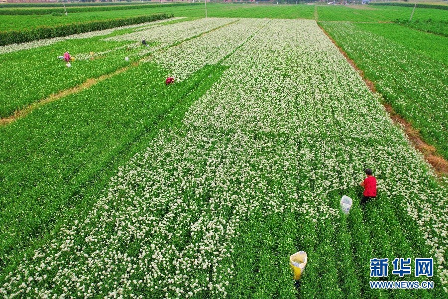 眼下,望都县赵庄镇韭菜花迎来盛花期,图为当地农民正在忙着采摘.