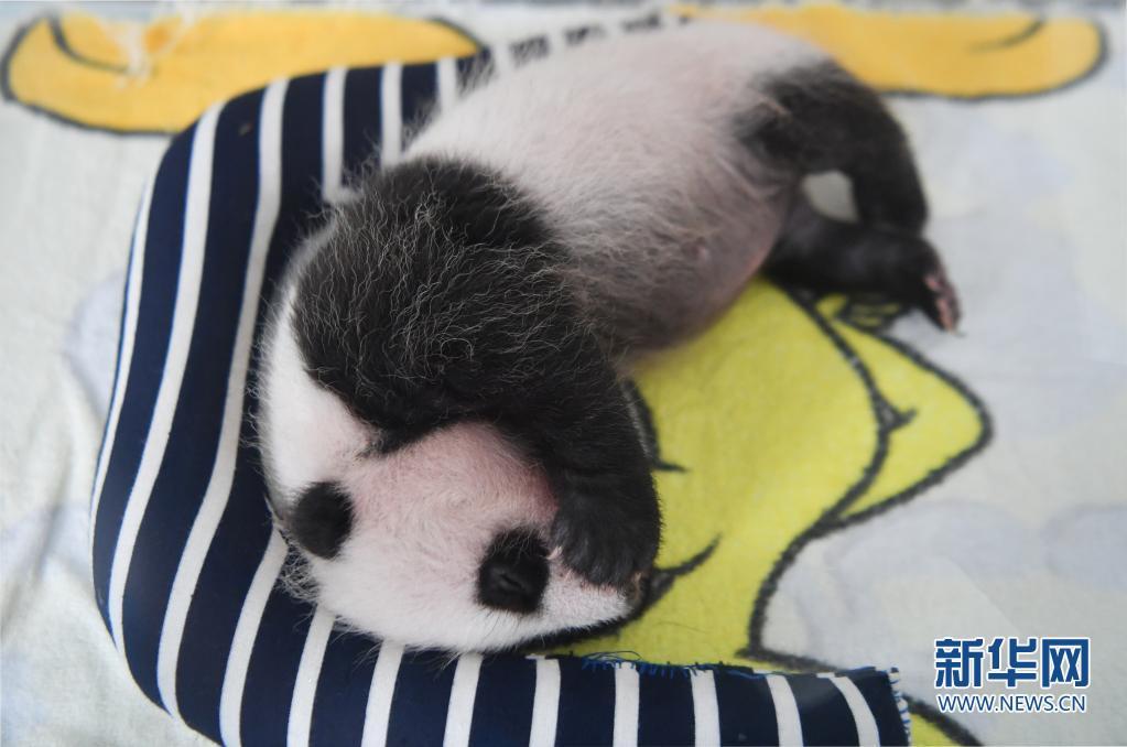 刚出生的熊猫仔图片