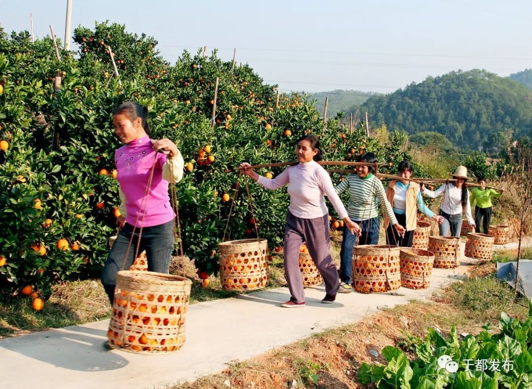 于都多措并举实现脱贫攻坚与乡村振兴有效衔接