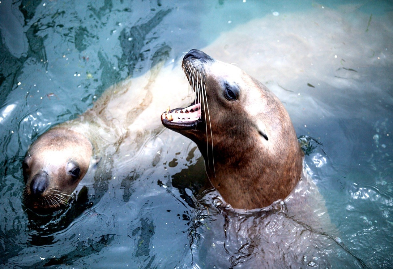 山东哪个景区好玩特色旅游成山头