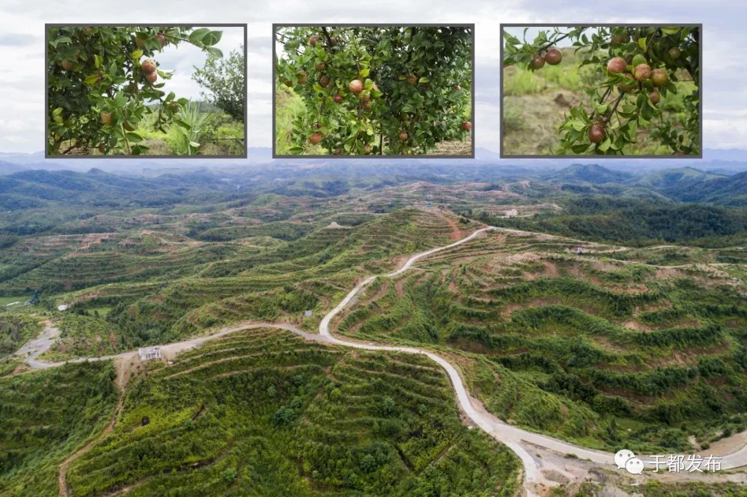 于都多措并举实现脱贫攻坚与乡村振兴有效衔接