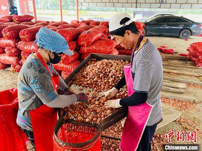 柴岗村村民正在分拣珠葱 李丹 摄