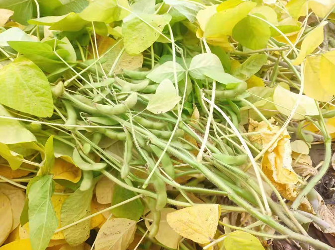 寒地种夏菜 肃州新种植模式成百姓致富“宠儿”