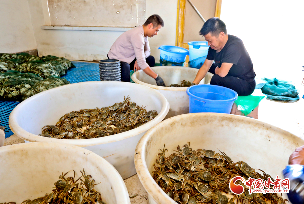8月29日,张掖市临泽县平川镇平川鱼池养殖区内,大闸蟹养殖户们正忙碌将捕捞大闸蟹进行分拣、分级。