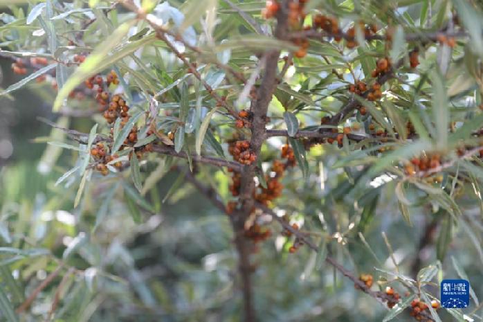 这是在华池县有机沙棘示范基地拍摄的沙棘果实（8月29日摄）新华社记者 马莎 摄