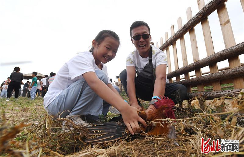 8月28日，在河北省怀来县东篱农场，家长和孩子一起参加抓鸡游戏，亲情互动，乐享假期。通讯员孙慧军、苑贺、刘佳洋摄影报道