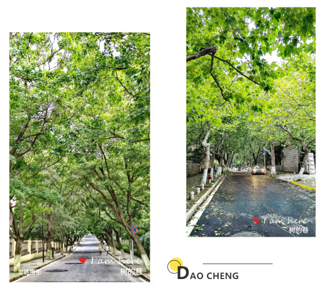 陈光：岛城的树巷
