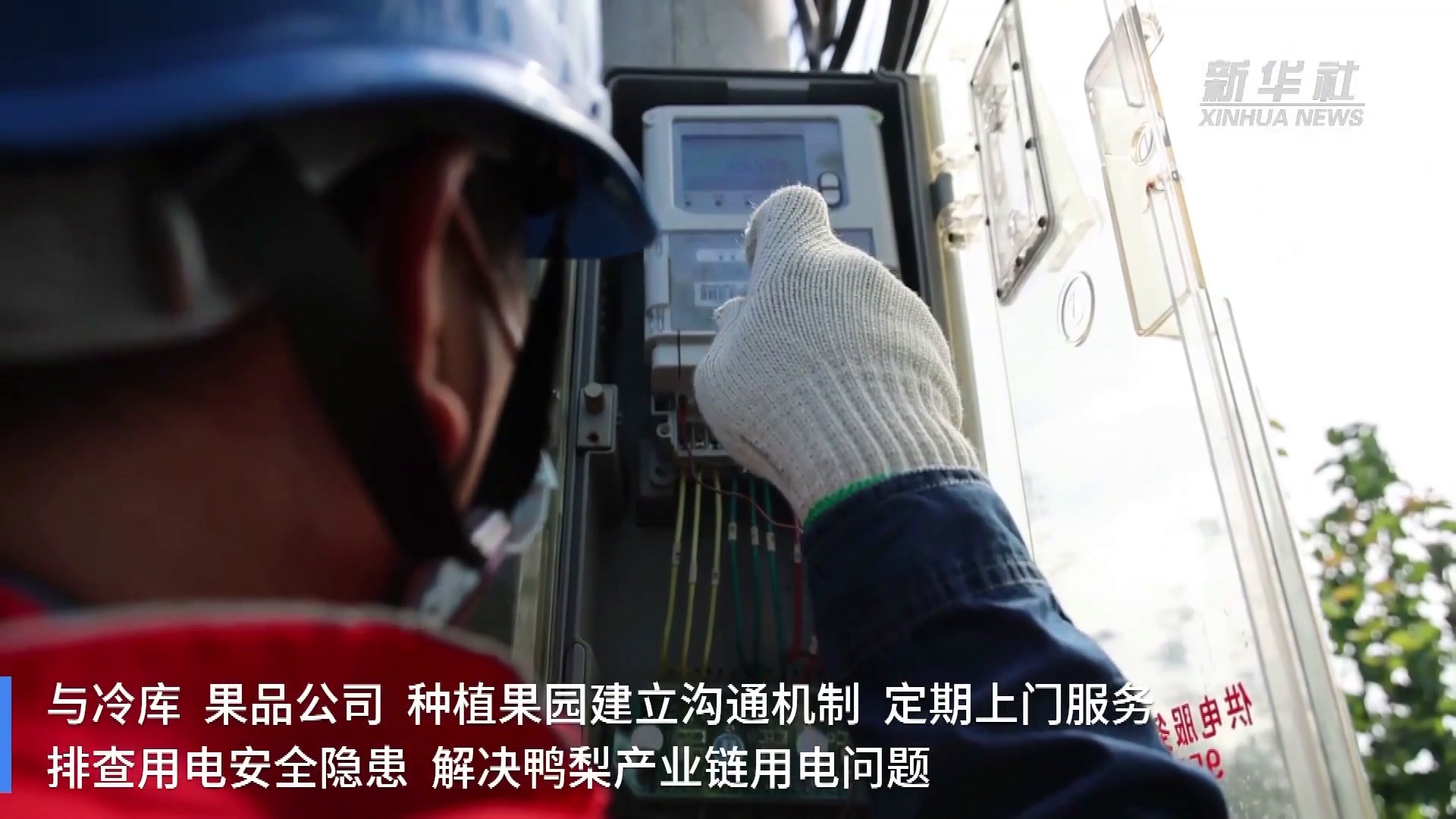 河北泊头：“鸭梨之乡”采摘忙