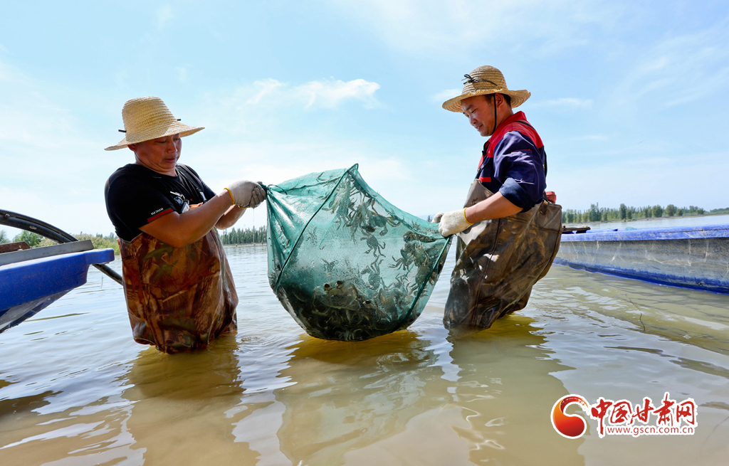 8月29日,张掖市临泽县平川镇平川鱼池养殖区内,大闸蟹养殖户们正忙碌捕捞大闸蟹。