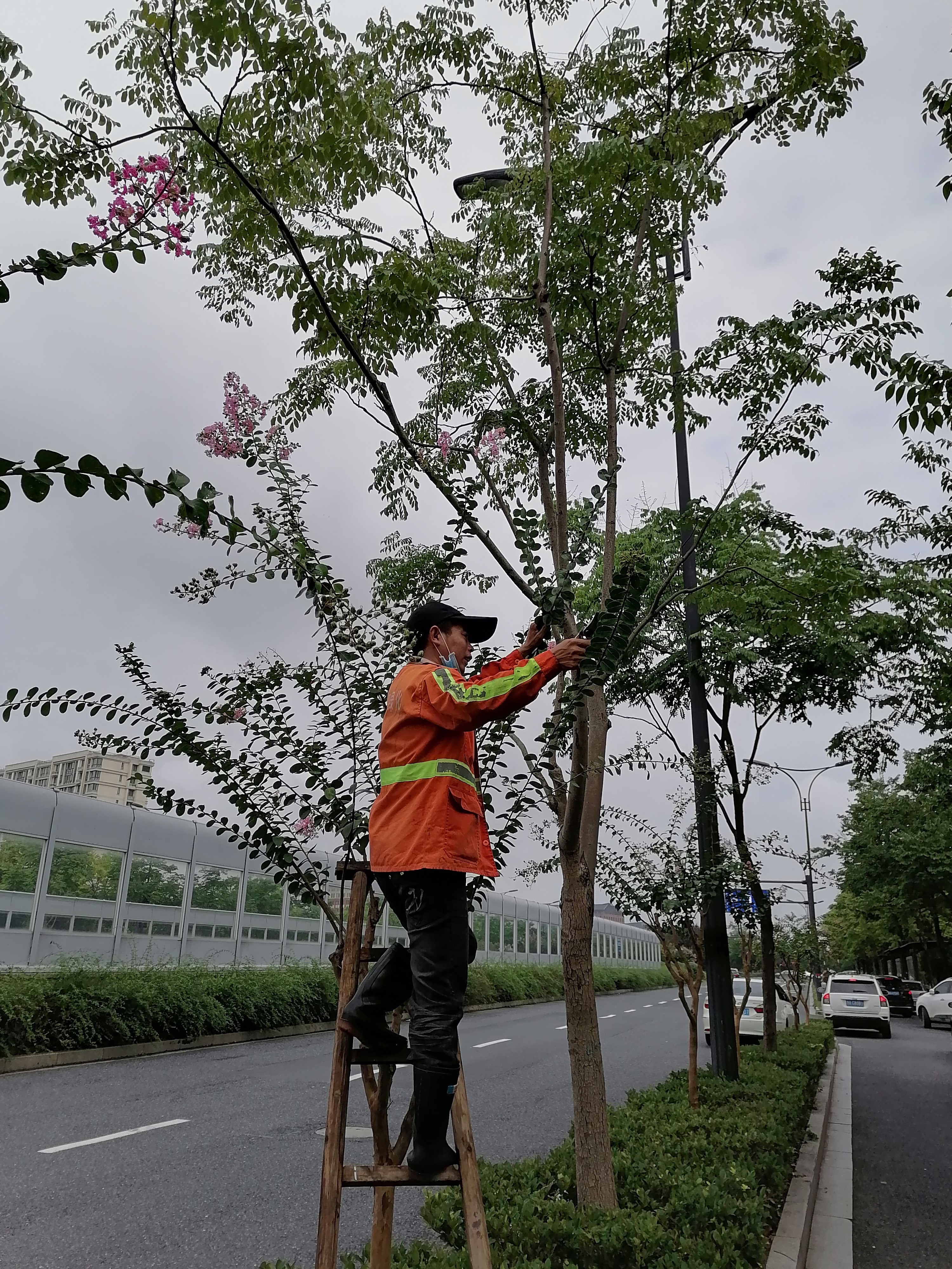 通过此次对于紫薇的花枝修剪及其一些列措施,不仅可以让我们在今年