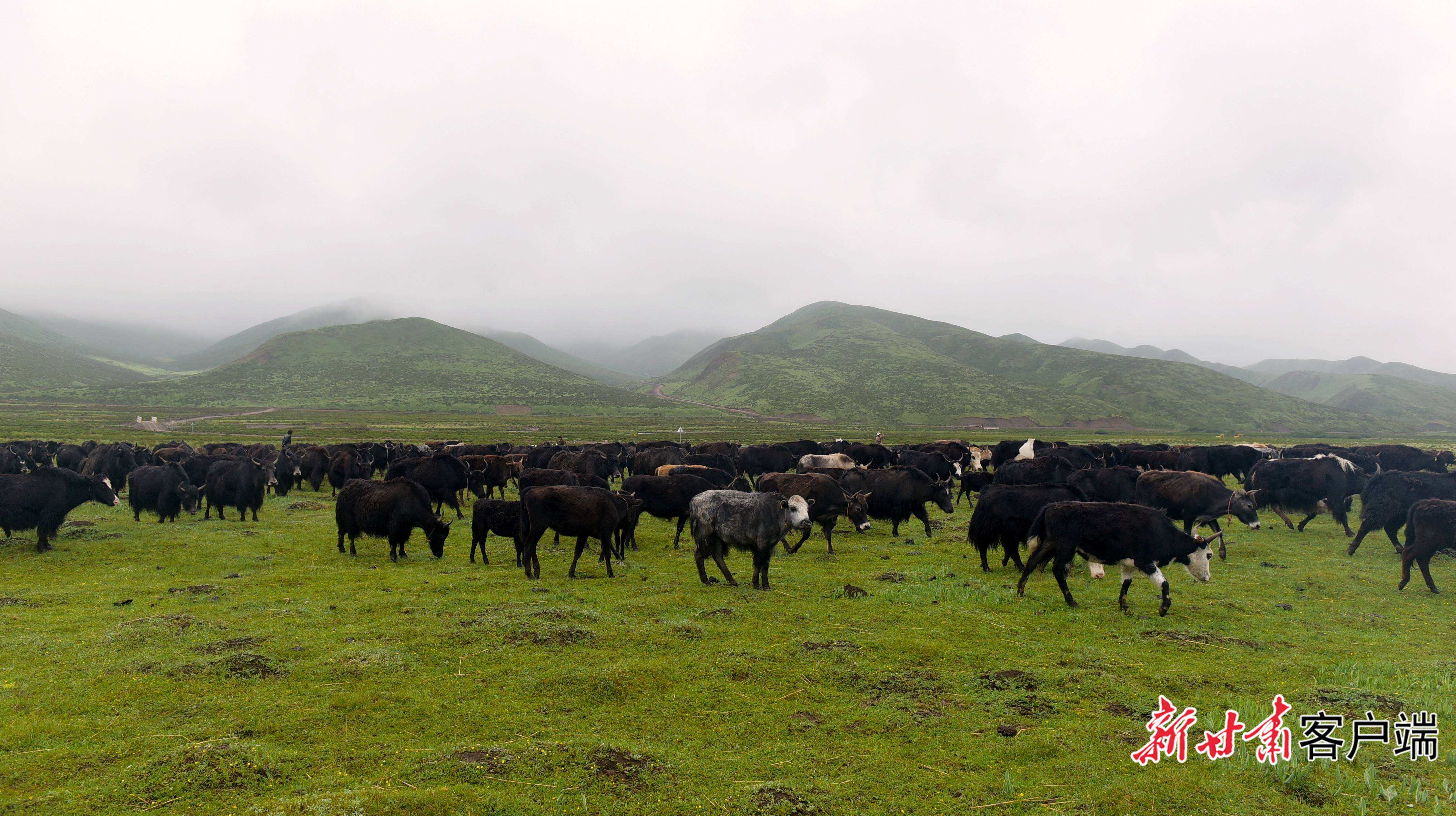 夏河县草原上草肥牛壮。新甘肃&middot;甘肃日报记者 韦德占