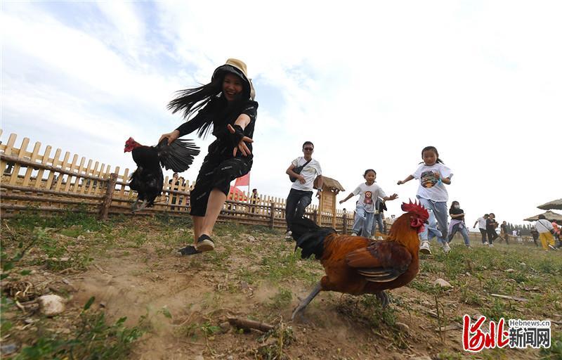 8月28日,在河北省怀来县东篱农场,家长和孩子一起参加抓鸡游戏,亲情