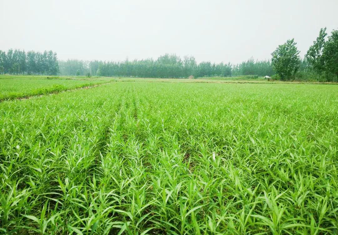 江苏宿豫:三任"芦蒿书记"的乡村振兴接力赛