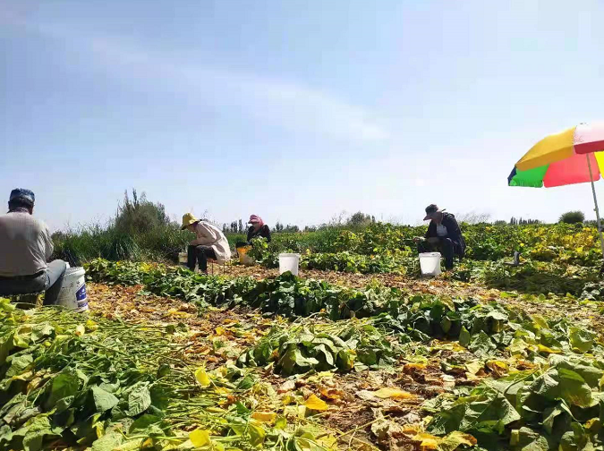 寒地种夏菜 肃州新种植模式成百姓致富“宠儿”