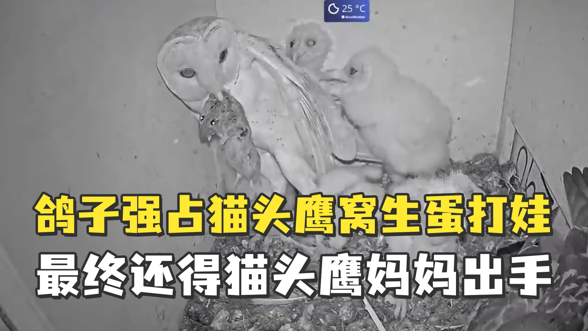 被鸽子强占窝下蛋打娃，猫头鹰宝宝爸爸瑟瑟发抖，万幸最后妈妈回了家