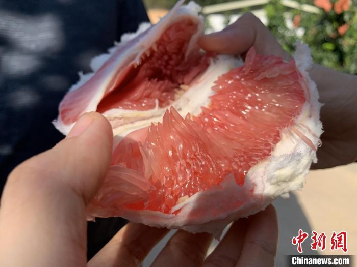 梅州柚在全国都很有名。 周志方 摄