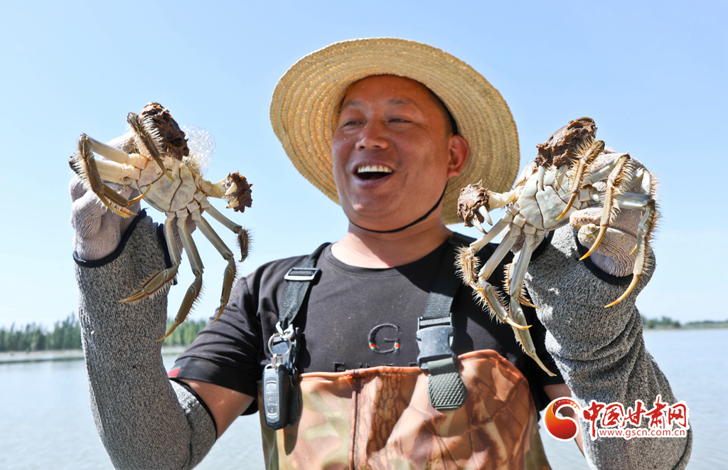 8月29日,张掖市临泽县平川镇平川鱼池养殖区内,大闸蟹养殖户们看着又肥又大的大闸蟹脸上露出开心的笑容。