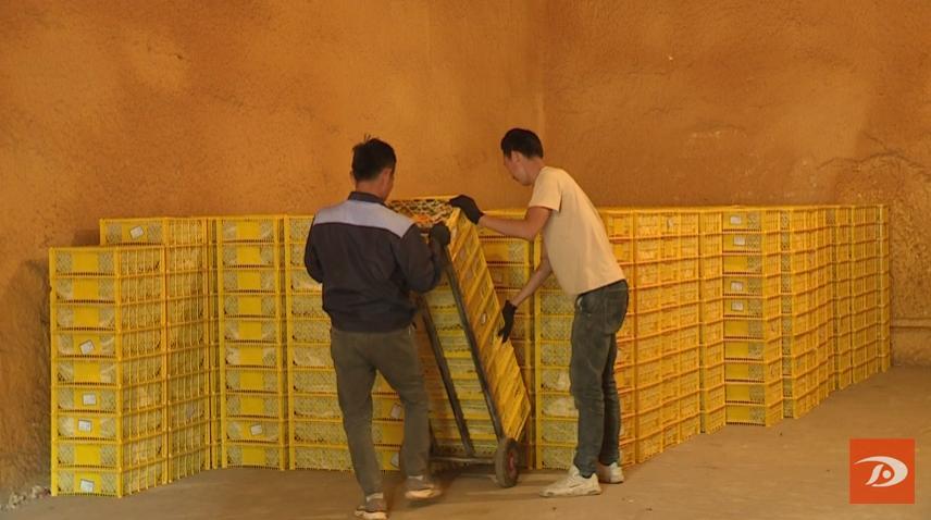 又是一年金秋季 敦煌葡萄园里话丰年