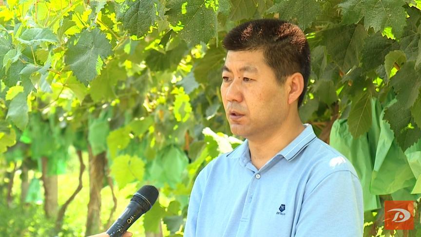 又是一年金秋季 敦煌葡萄园里话丰年