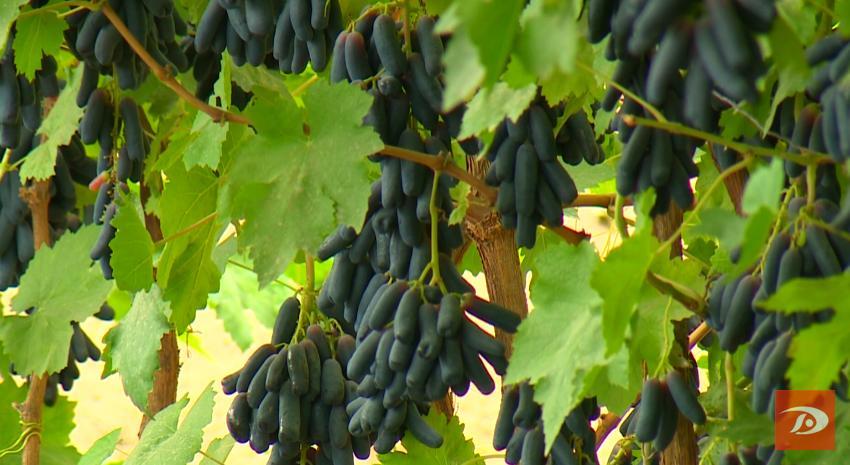 又是一年金秋季 敦煌葡萄园里话丰年