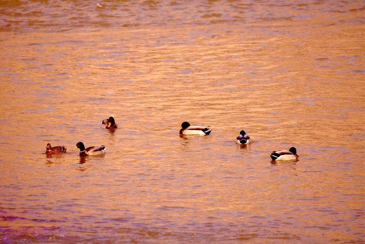 阮莲芬诗词欣赏：黄河放歌