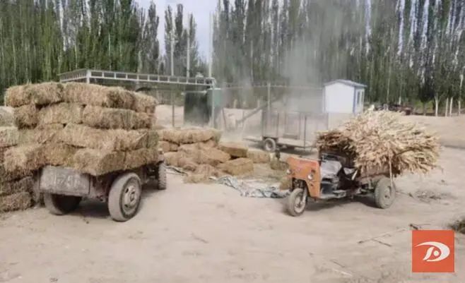 变“废”为“宝”！敦煌秸秆饲料化利用量将超16万吨