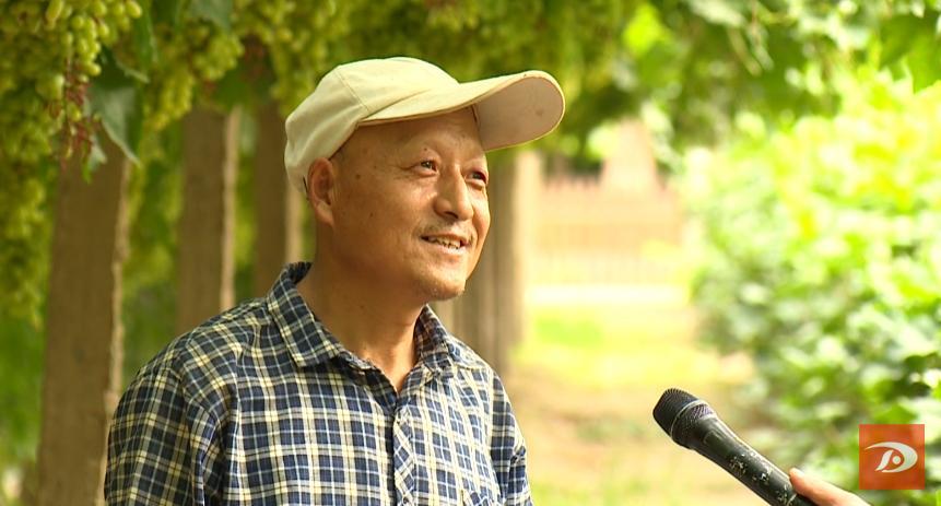 又是一年金秋季 敦煌葡萄园里话丰年