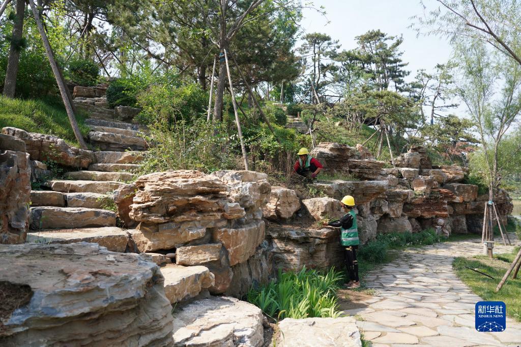 9月1日,中建三局三公司工人在雄安新区悦容公园北苑三区内拔除杂草。