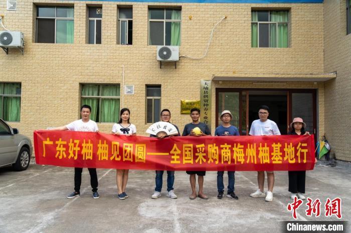 广东梅州30万亩蜜柚成熟预计产量达50万吨