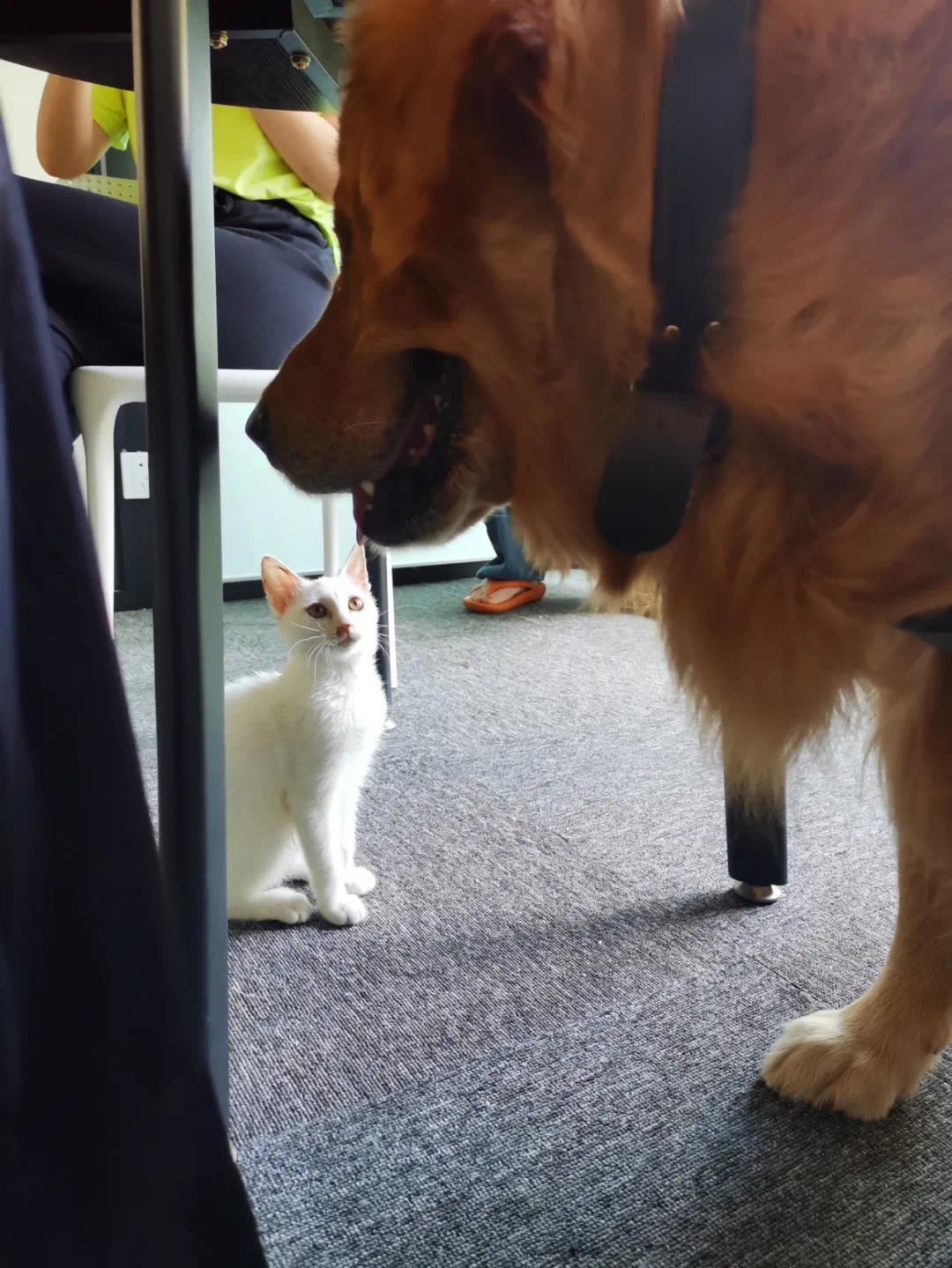 为了阻止全人类吃肉这家极端动保组织做了哪些恶心事 凤凰网 为了阻止全人类吃肉这家极端动保组织做了哪些恶心事 凤凰网