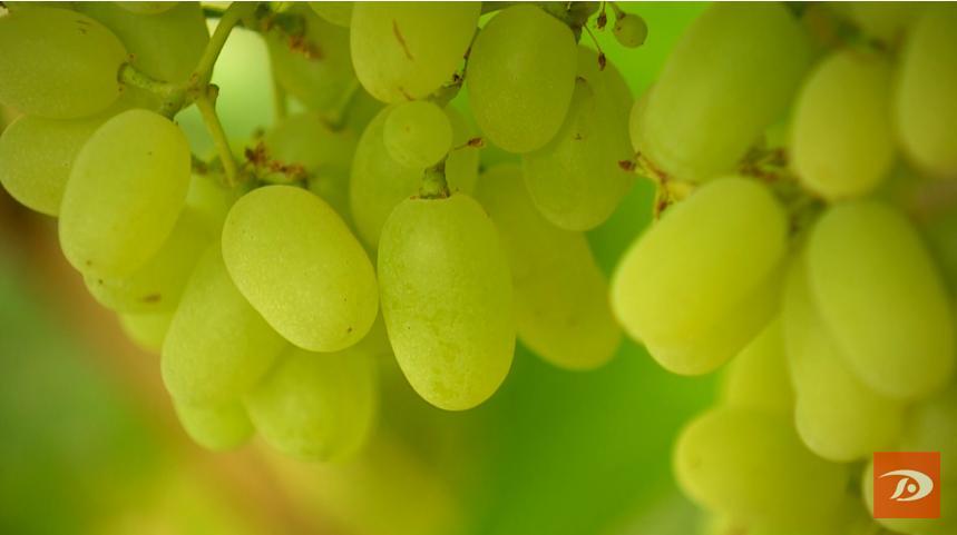 又是一年金秋季 敦煌葡萄园里话丰年