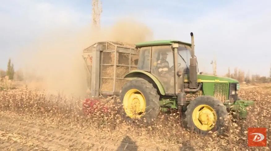 变“废”为“宝”！敦煌秸秆饲料化利用量将超16万吨