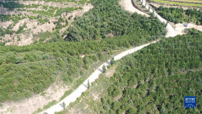 这是8月29日在华池县有机沙棘示范基地拍摄的沙棘林 新华社发