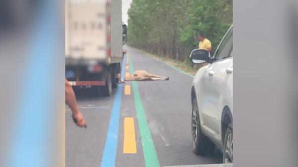 雌性麋鹿遭货车撞击死亡，大丰麋鹿自然保护区：保护区范围外