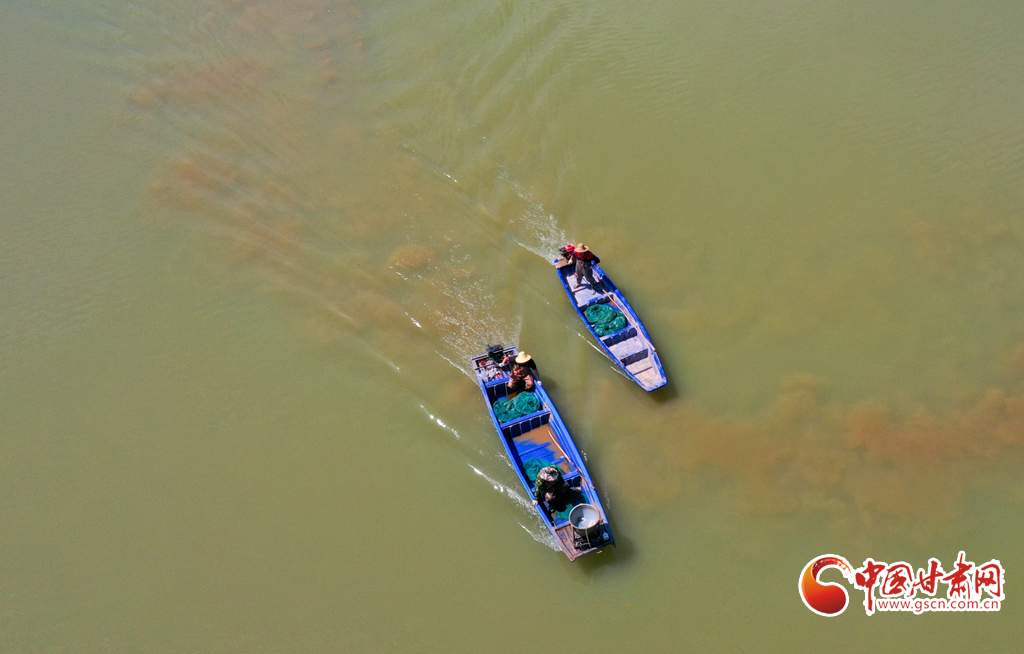 8月29日,张掖市临泽县平川镇平川鱼池养殖区内,养殖户们满载着丰收的大闸蟹在返回的水域上。
