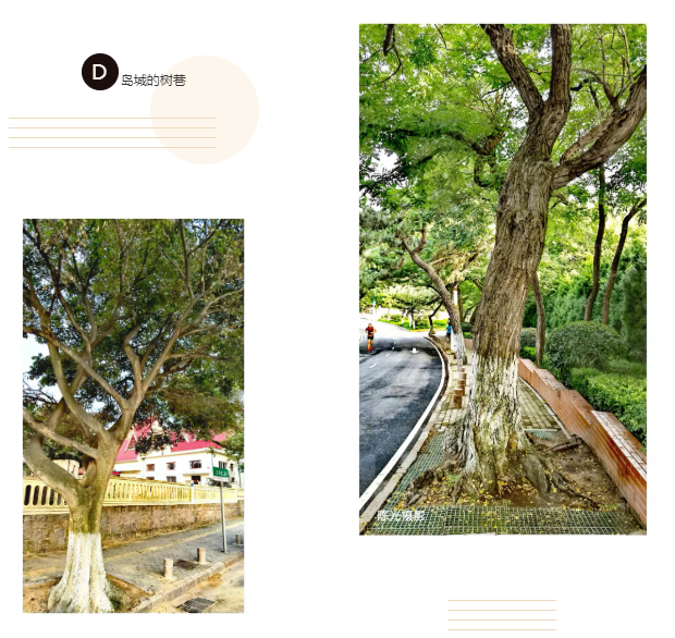 陈光：岛城的树巷