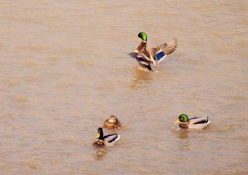 阮莲芬诗词欣赏：黄河放歌