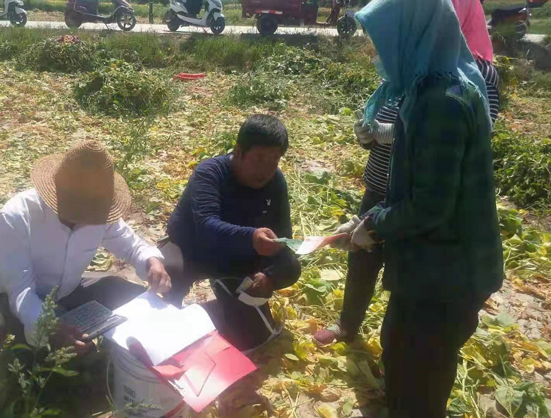 寒地种夏菜 肃州新种植模式成百姓致富“宠儿”