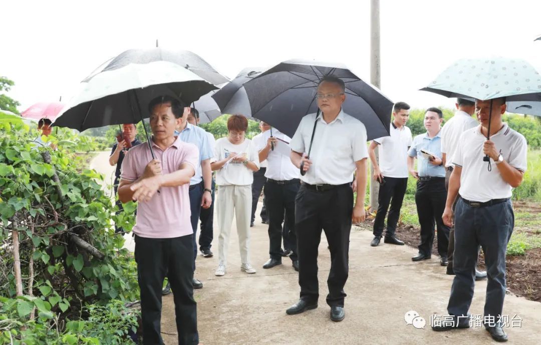 临高县委书记文斌在调楼镇调研时强调因地制宜发展产业加快乡村振兴