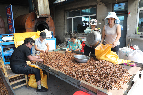 铁岭市威远堡野生榛子畅销全国