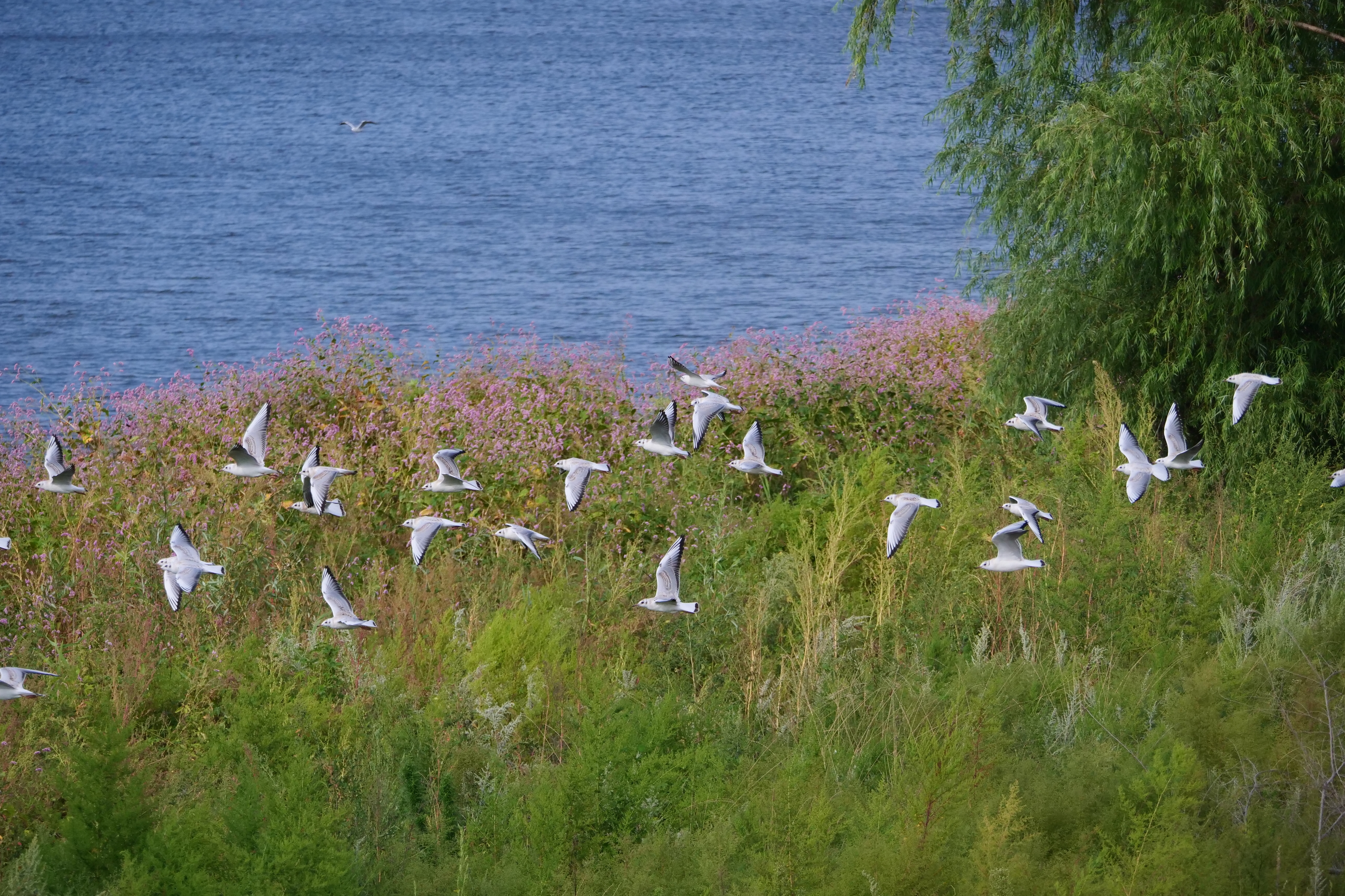 百鸟湖中自由飞翔的鸟儿