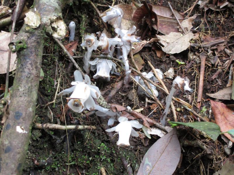 广东首次发现幽灵之花球果假沙晶兰