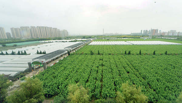 湾底村天宫庄园采摘园一片生机盎然