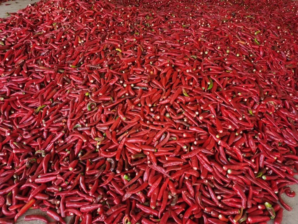 肃州三墩镇火辣事4万亩辣椒丰收身价曝光了