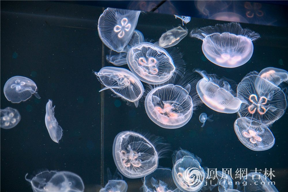 渔业展馆展出的水母。